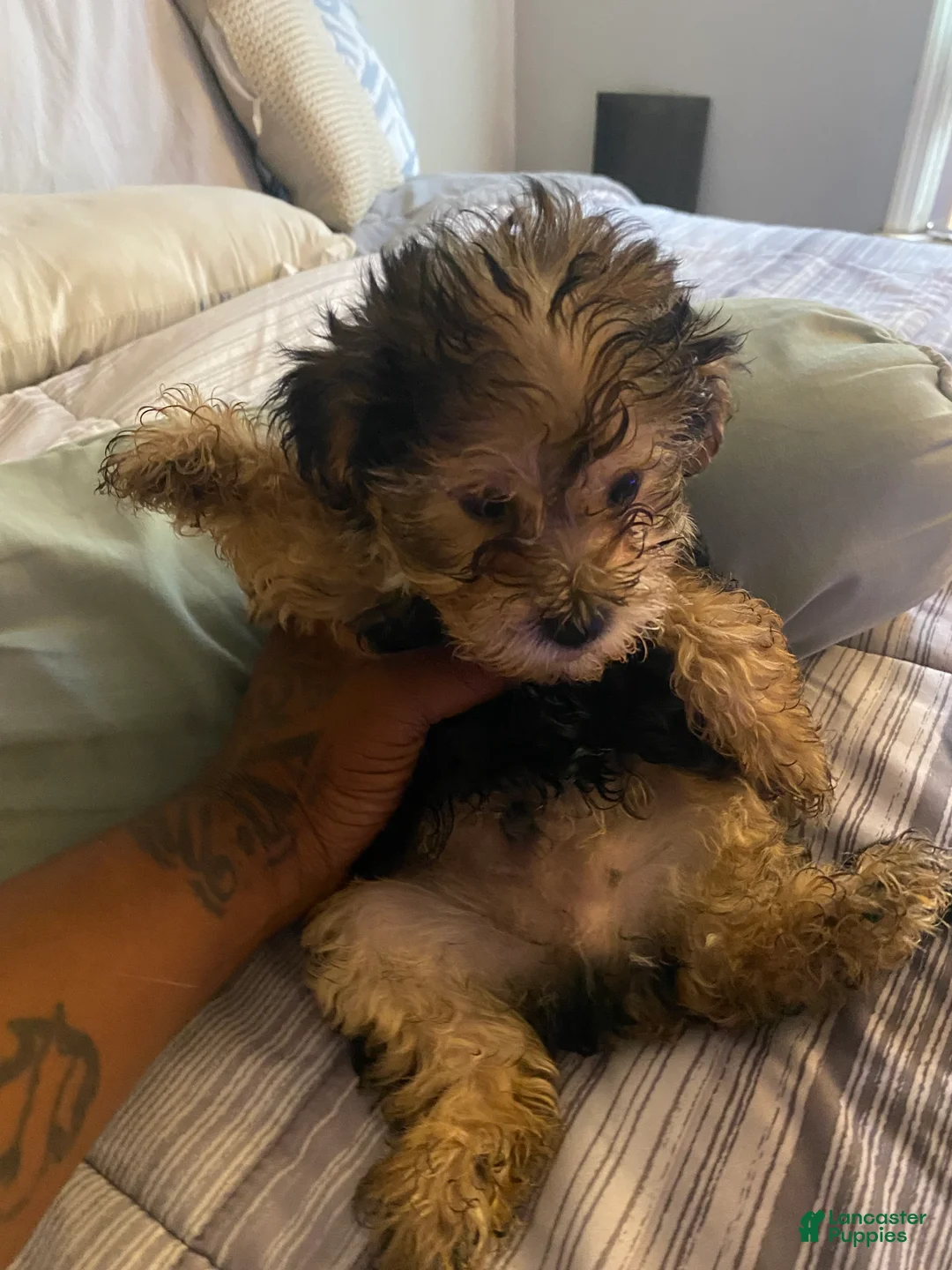 Yorkshire Terrier dogs for sale: Yorkshire Terrier 1 - Ad 1