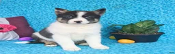 Pomsky dogs for sale: Oreo - Ad 3