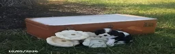 Cavalier King Charles Spaniel dogs for sale: Brooke - Ad 1
