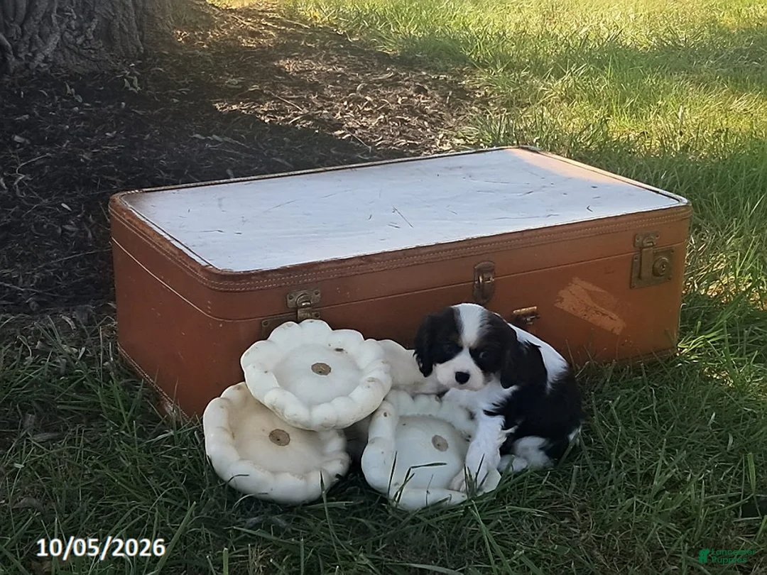 Cavalier King Charles Spaniel dogs for sale: Brooke - Ad 1