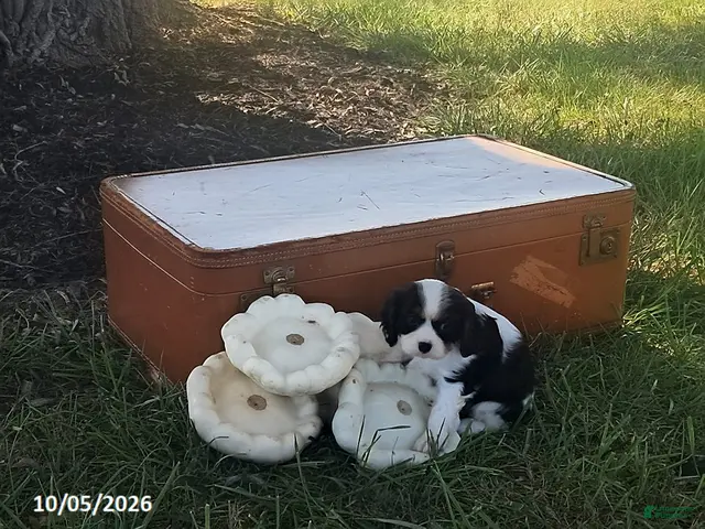 Cavalier King Charles Spaniel dogs for sale: Brooke - Ad 1