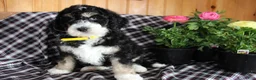 Bernedoodle dogs for sale: Pansy - Ad 2