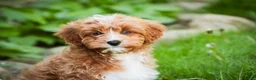 Cavapoo dogs for sale: Herbie - Ad 5