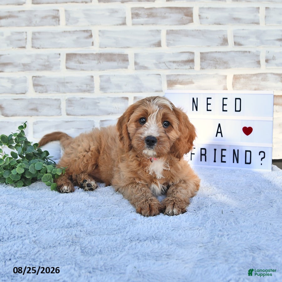 Cavapoo dogs Cali  - Ad 1