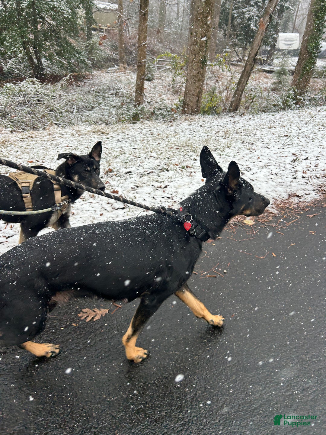 Mixed Breed dogs for sale: Puppy 1 - Ad 2