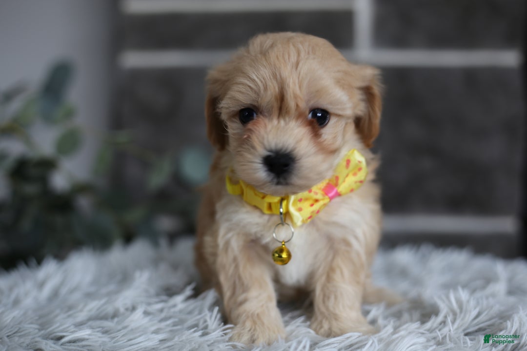 Maltipoo dogs for sale: Goldie  - Ad 6