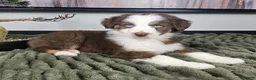 Miniature Australian Shepherd dogs for sale: Sarah - Ad 5