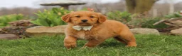 Golden Retriever dogs for sale: Hazel - Ad 7