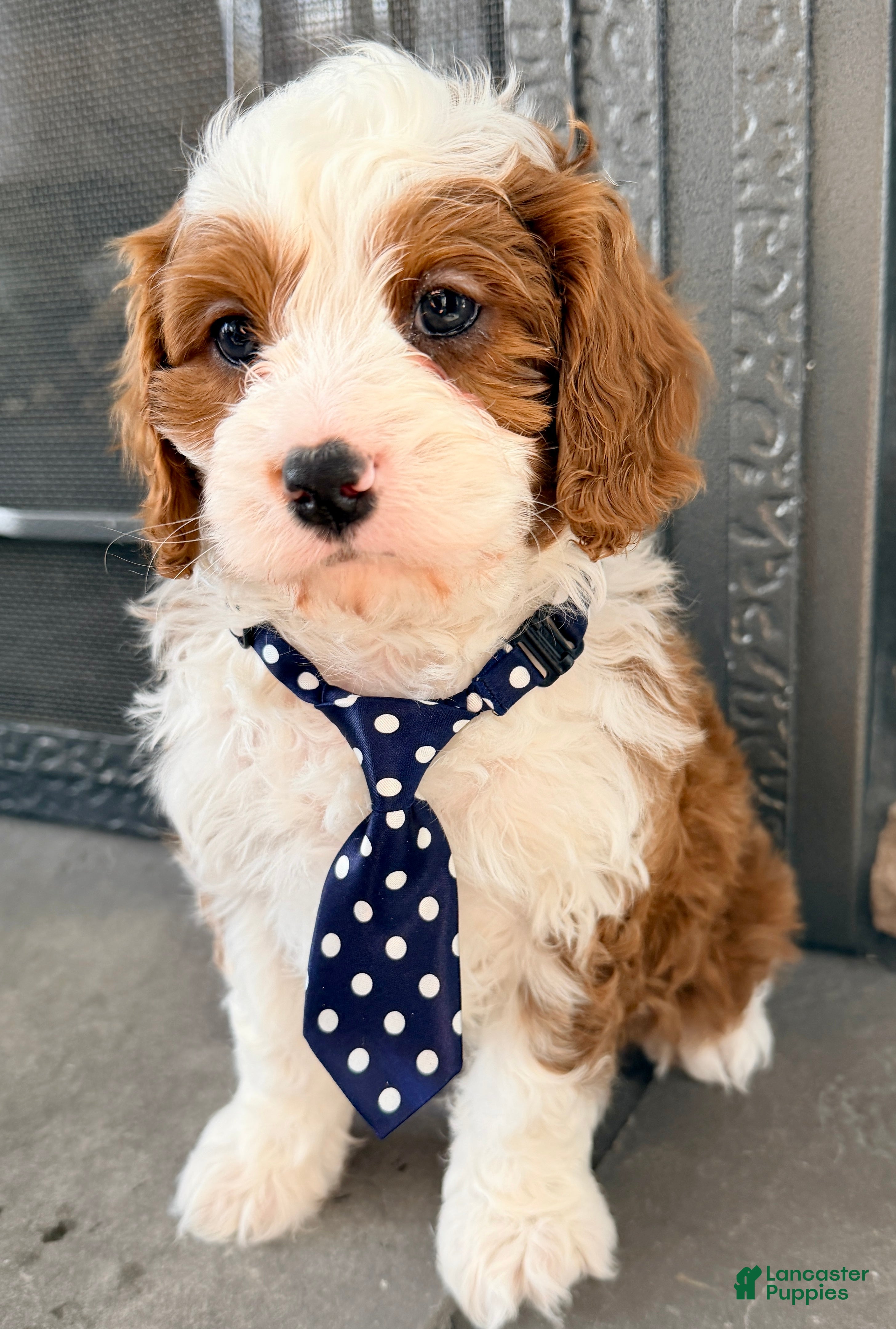 Cavapoo dogs Baxter - Ad 24