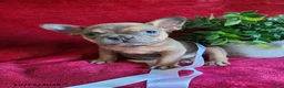 Frenchton dogs for sale: Jasper - Ad 4