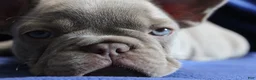 French Bulldog dogs for sale: Orange_M_2026 - Ad 7