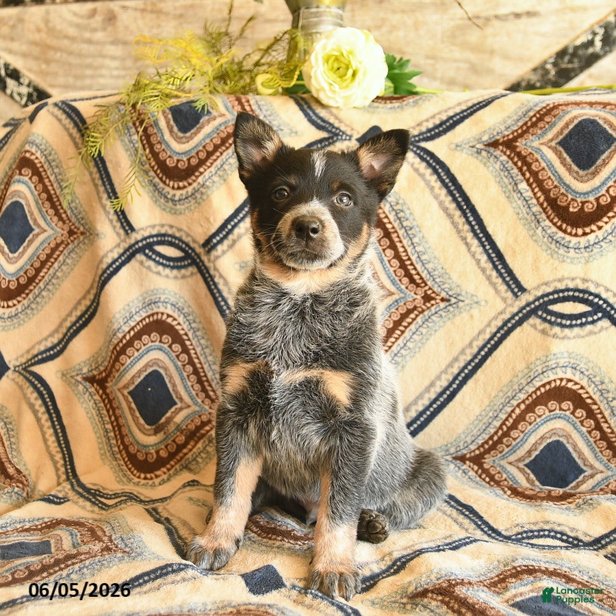Australian Cattle Dog dogs Leo  - Ad 1