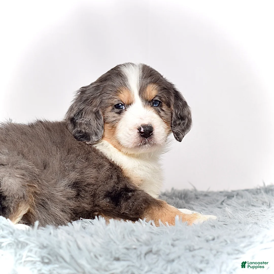 Bernedoodle dogs for sale: Ms. Venus - Ad 4