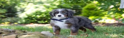 Mini Bernedoodle dogs for sale: Easton - Ad 9