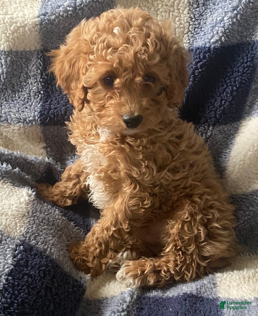 Cavapoo dogs for sale: Casper  - Ad 5