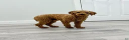 Bichpoo dogs for sale: Zoey - Ad 7