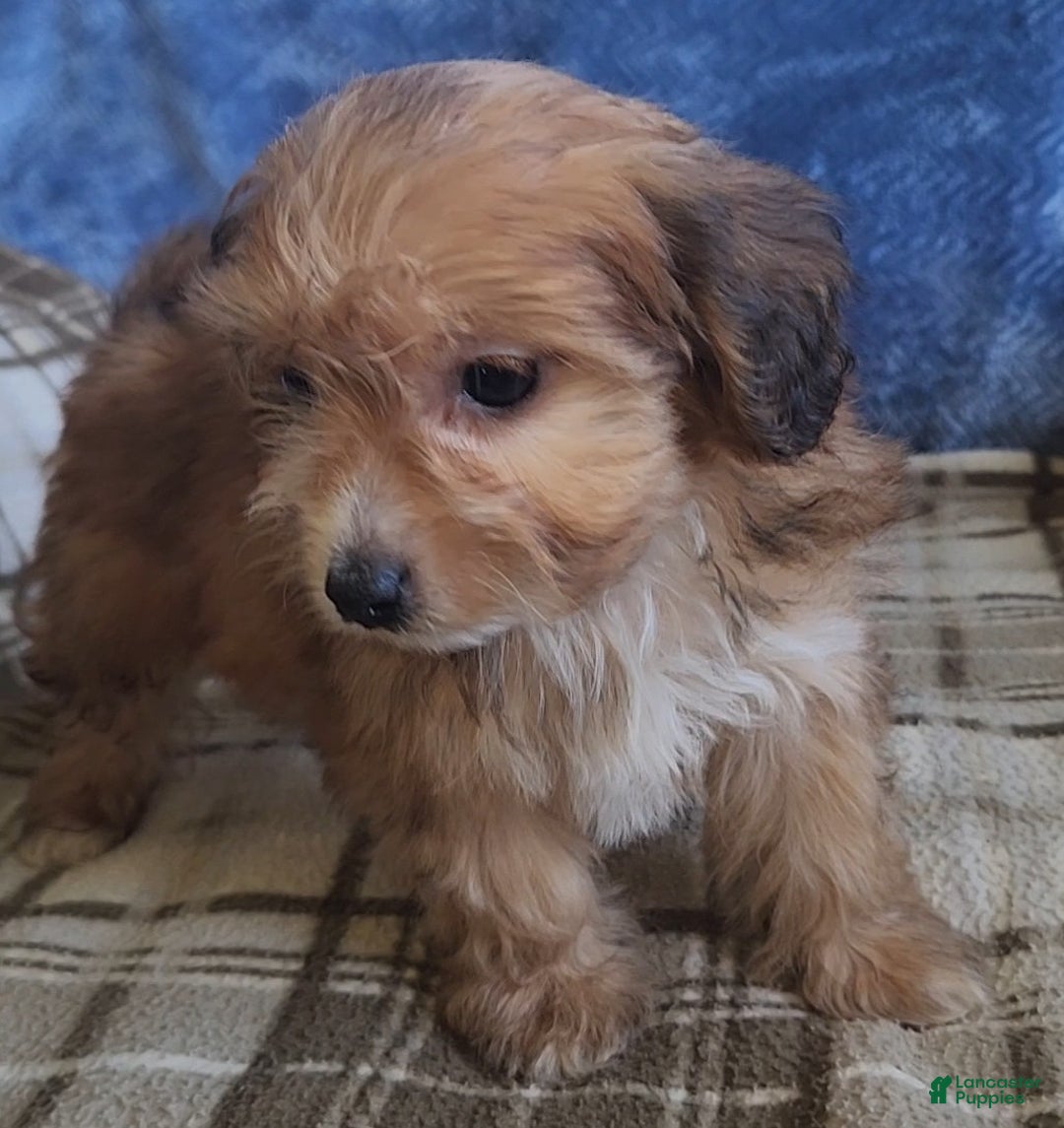 Mixed Breed dogs for sale: Molly - Ad 7