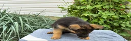 German Shepherd dogs for sale: Greta - Ad 6