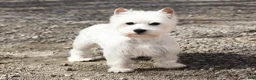 West Highland Terrier dogs for sale: Delight - Ad 7
