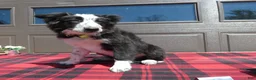 Mixed Breed dogs for sale: Australian Shepherd Puppy 2 Spotty - Ad 2