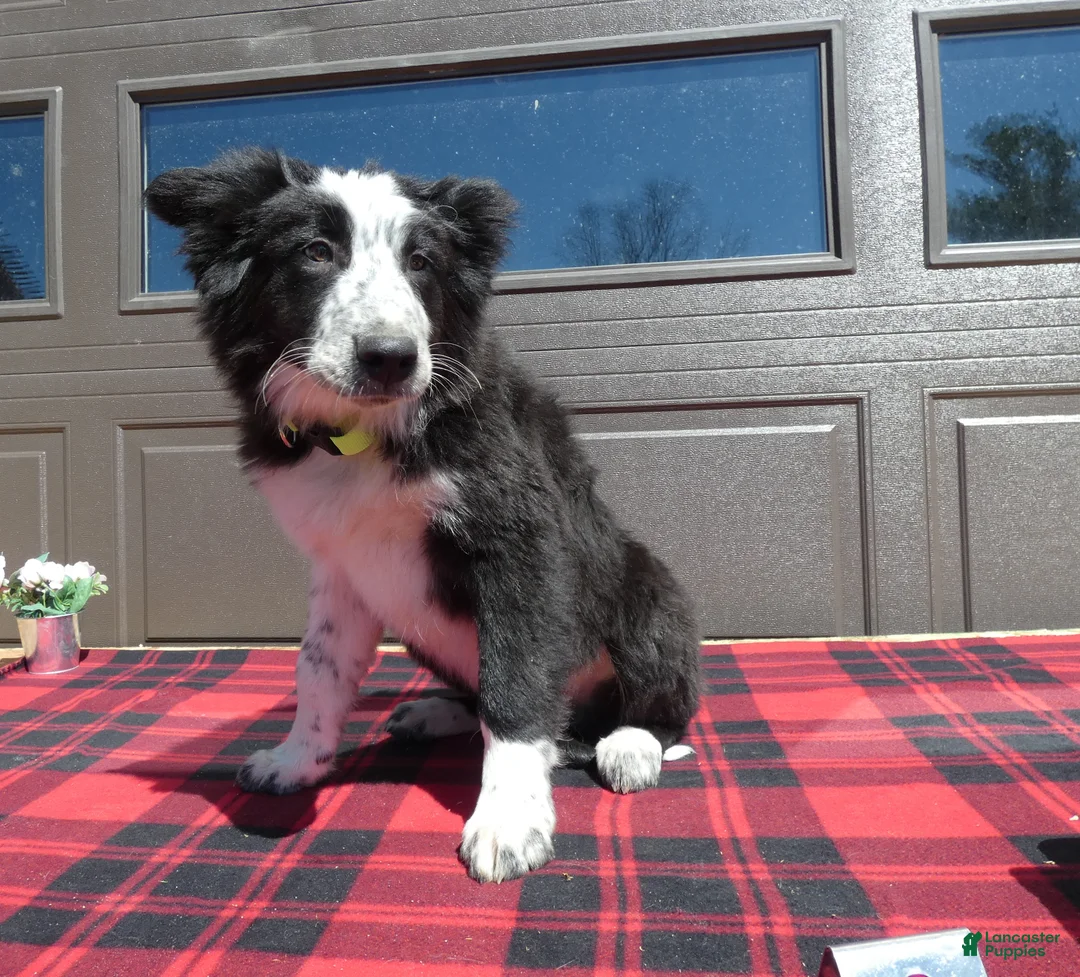 Mixed Breed dogs for sale: Australian Shepherd Puppy 2 Spotty - Ad 2