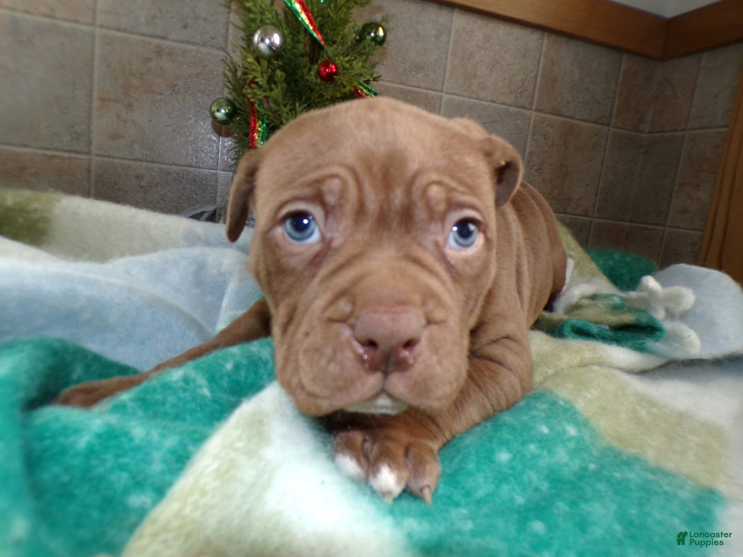 American Bully dogs for sale: American Bully Puppy 4 Marlo - Ad 3