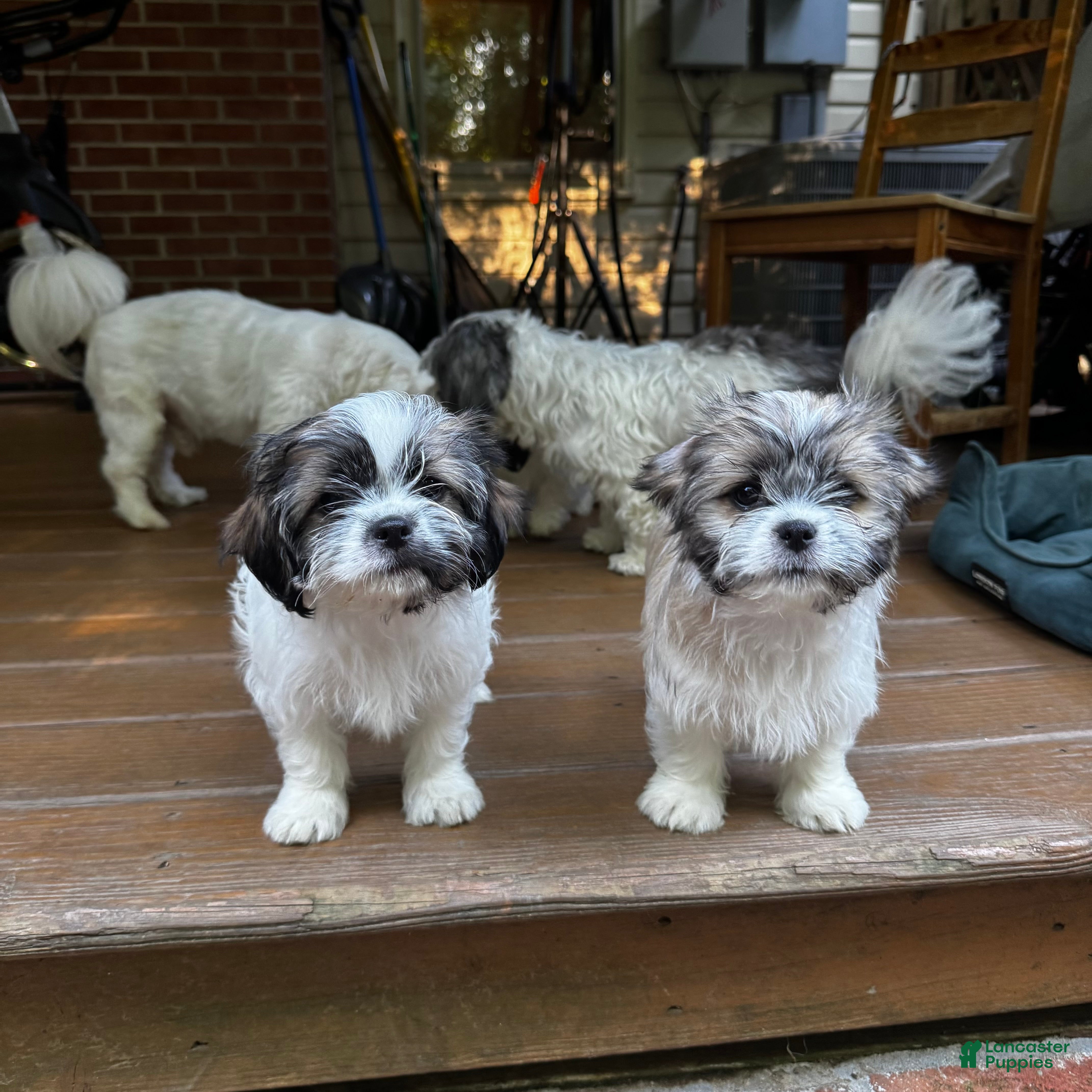 Shih Tzu dogs for sale: Margarita  - Ad 7