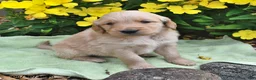 Goldendoodle dogs for sale: Elmo - Ad 3