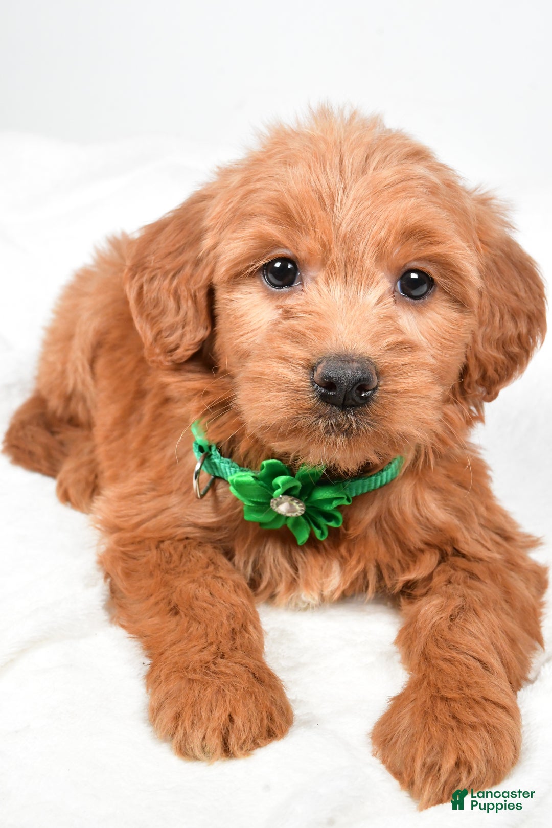 Mini Goldendoodle dogs for sale: Beth - Ad 4