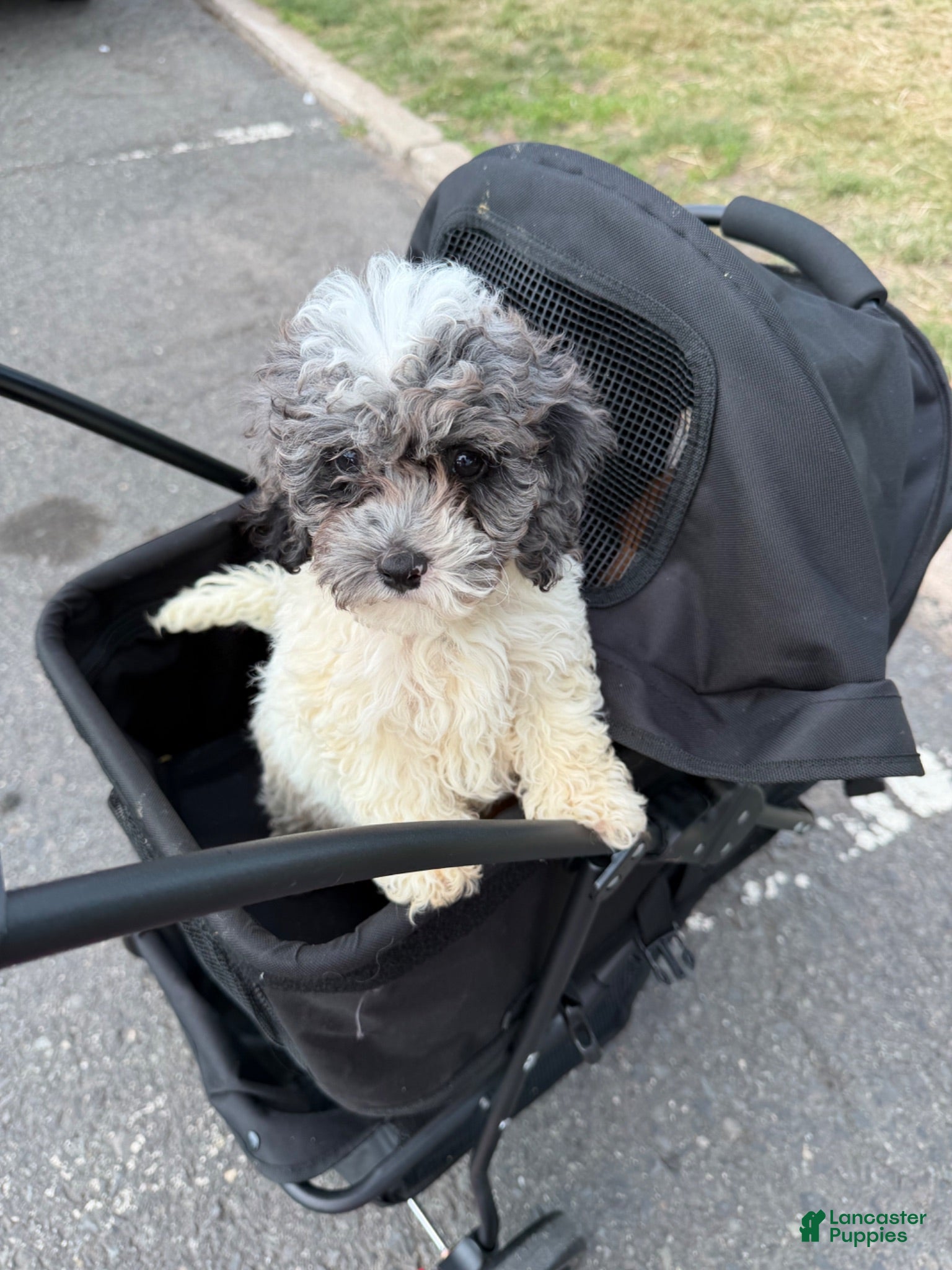 Cockapoo dogs Cooper - Ad 2