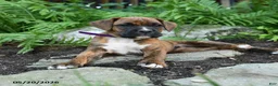 Boxer dogs for sale: Gunner - Ad 3