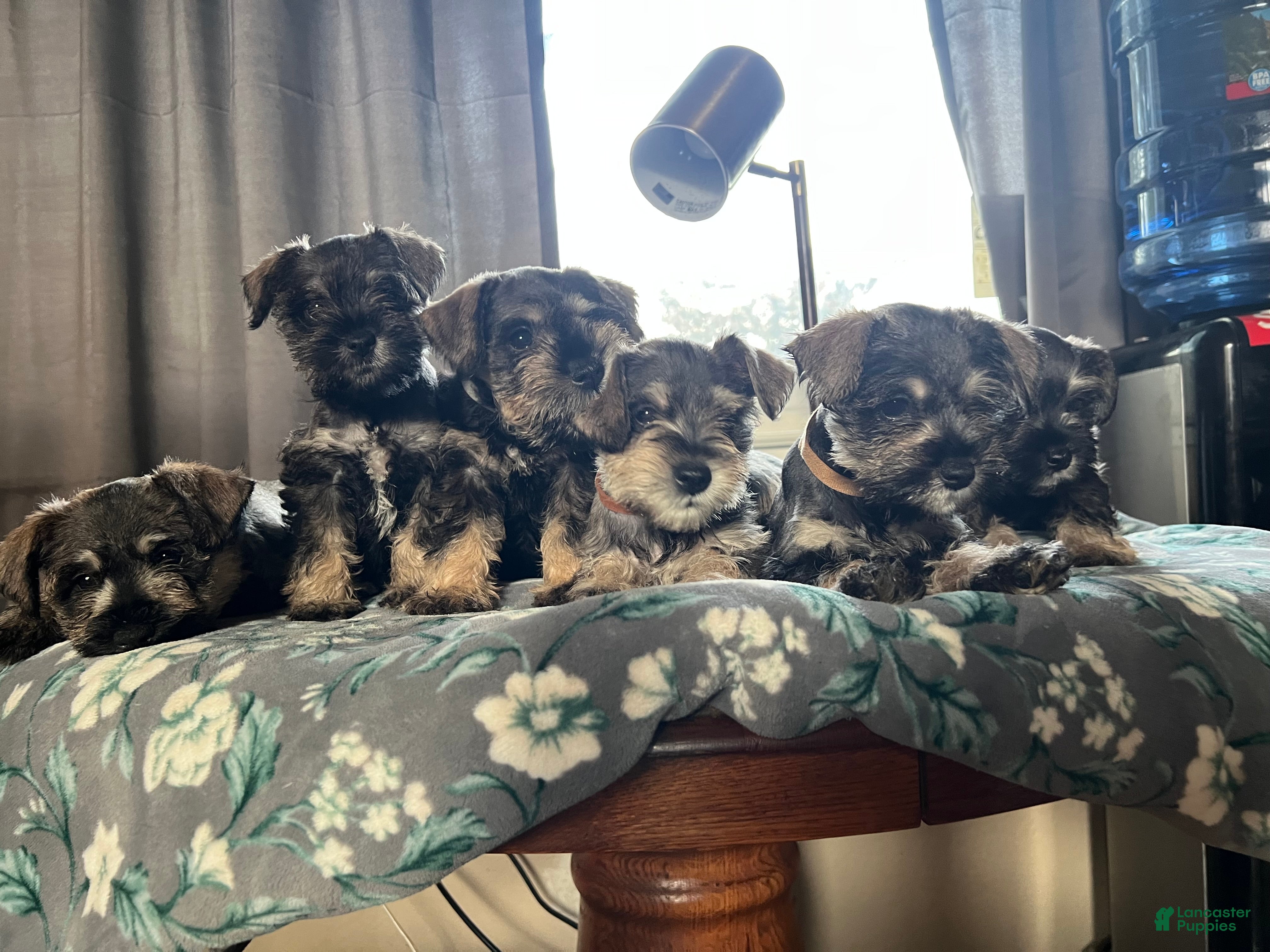 Miniature Schnauzer dogs Miniature Schnauzer Puppy 5 - Ad 3