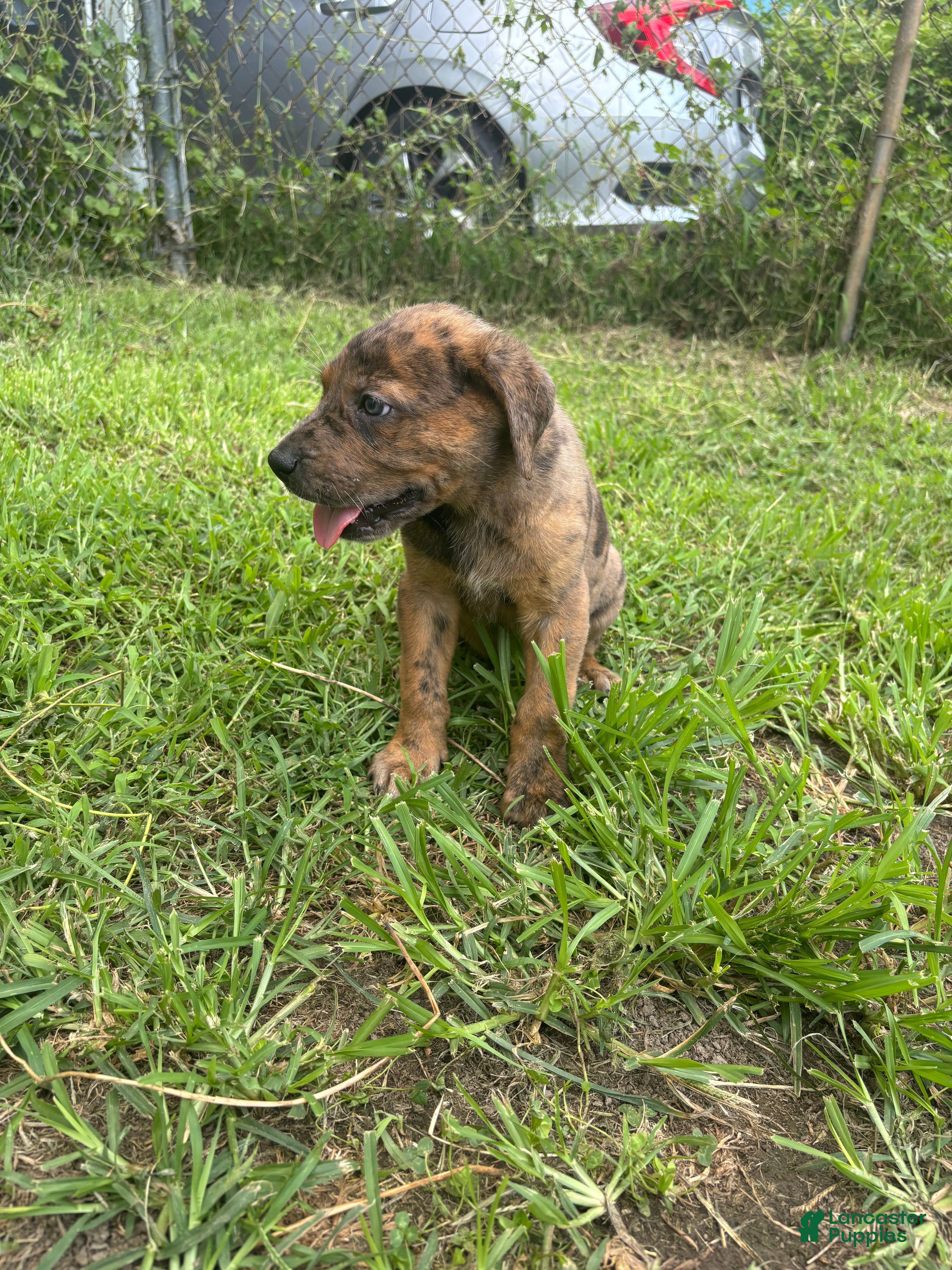 Mixed Breed dogs Boy 2 - Ad 16