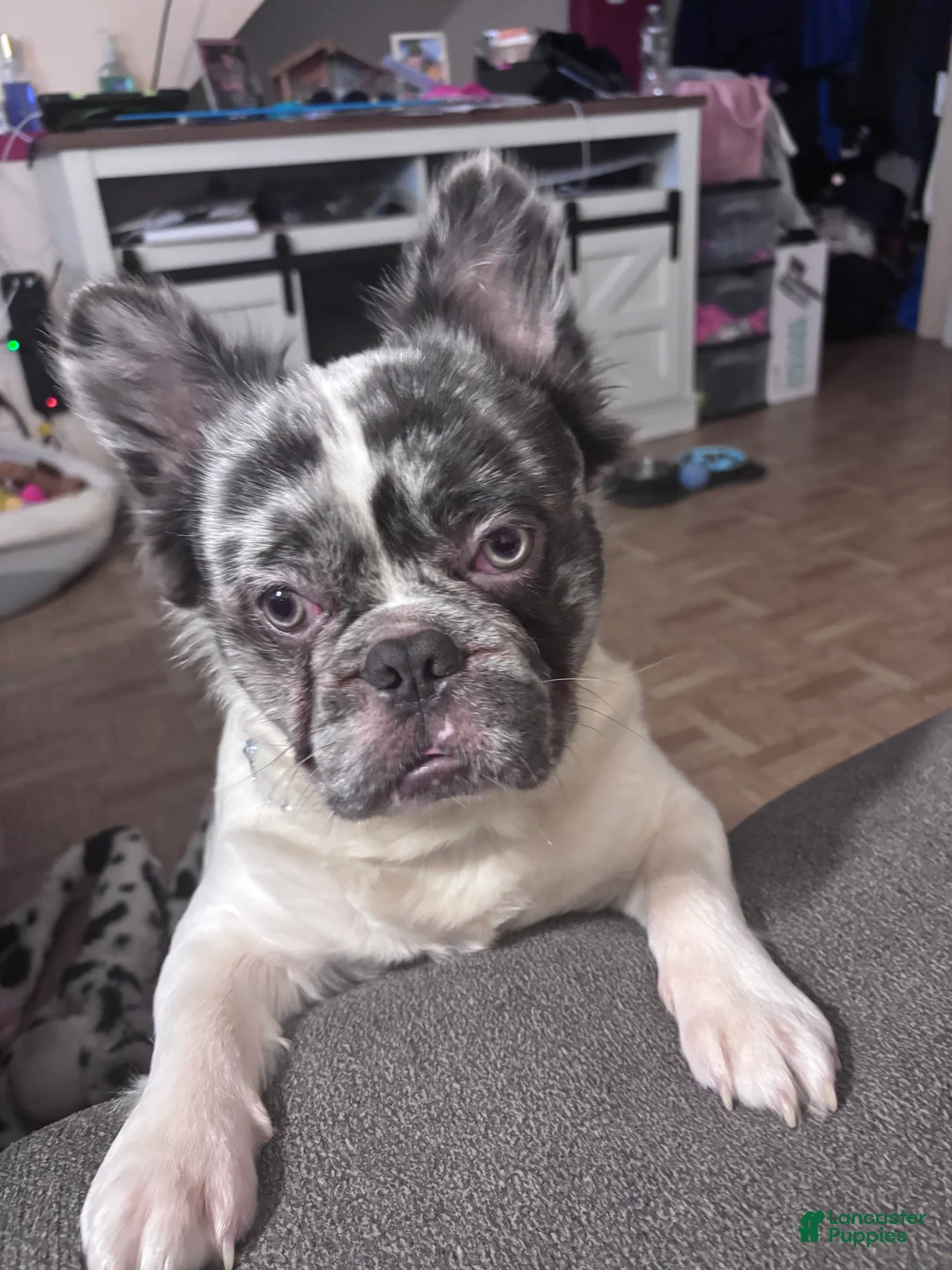 French Bulldog dogs for stud: Leo Andujar - Ad 3