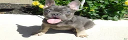 French Bulldog dogs for sale: French Bulldog 1 - Ad 10