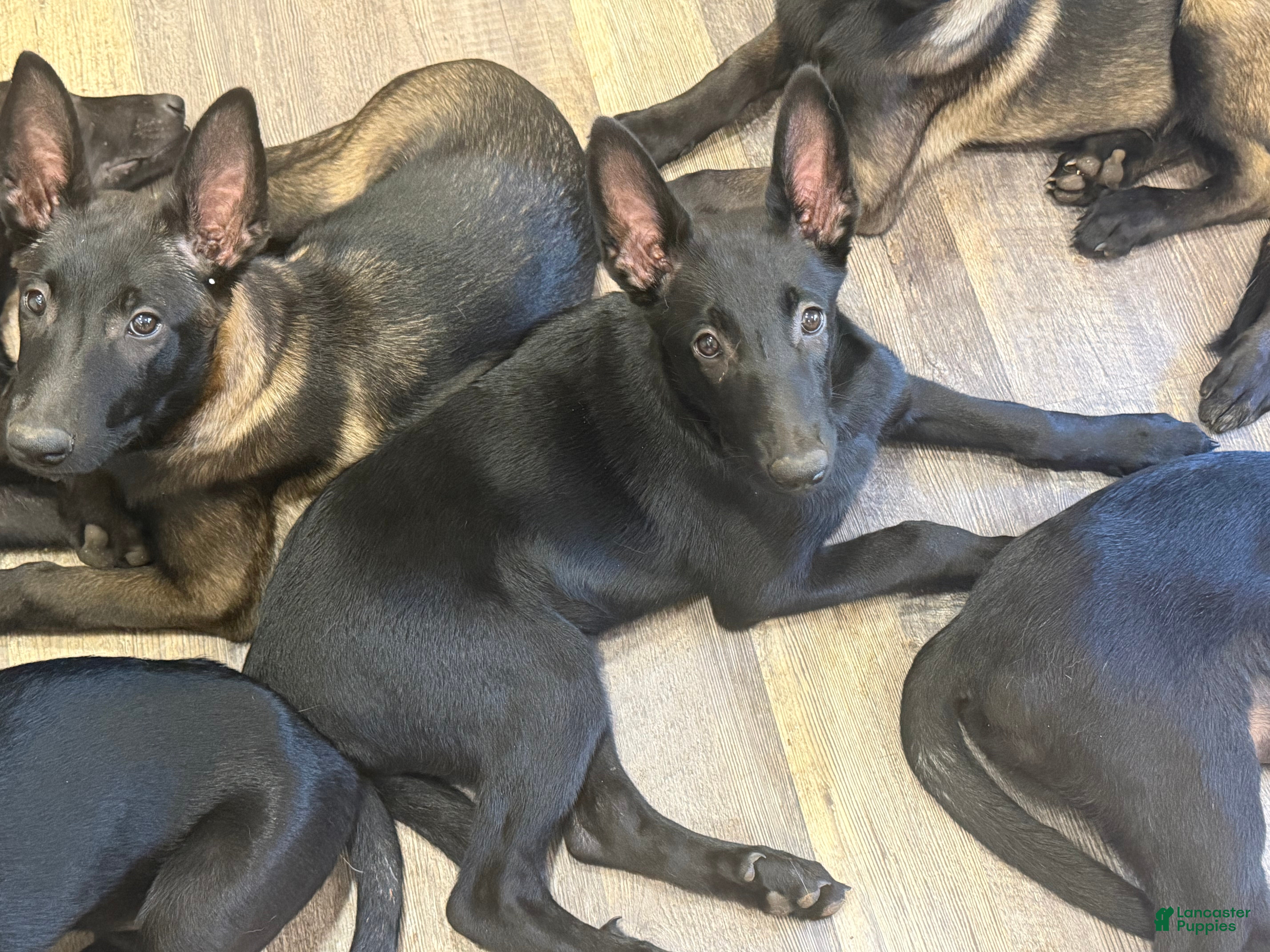 Belgian Malinois dogs Charlie #4 - Ad 1