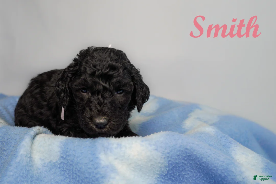 Bernedoodle dogs for sale: Weatherby Puppy 5 - Ad 1