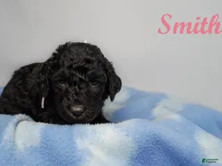 Bernedoodle dogs Weatherby Puppy 5 - Ad 27