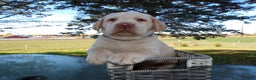 Labrador Retriever dogs for sale: Labrador Retriever Puppy 4 Mason - Ad 2
