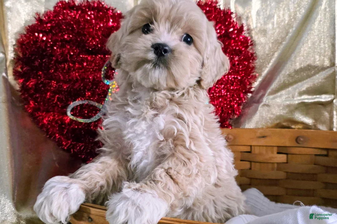 Cockapoo dogs for sale: Ford - Ad 2