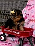 Yorkshire Terrier dogs Joyce - Ad 2