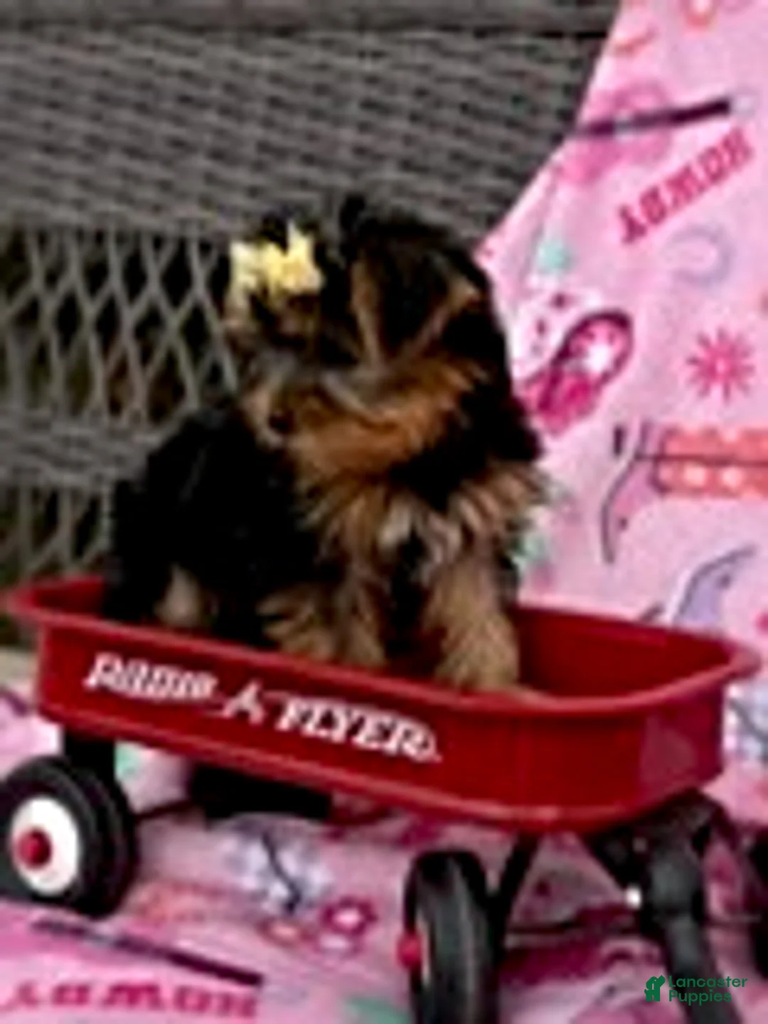 Yorkshire Terrier dogs for sale: Joyce - Ad 2