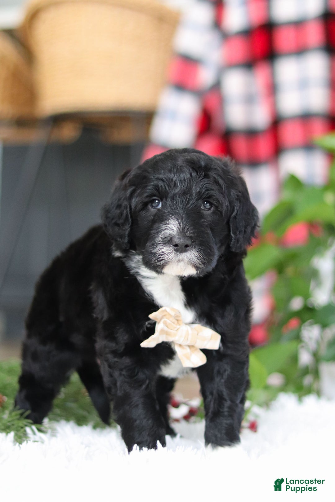 Portuguese Water Dog dogs for sale: Zeke - Ad 8