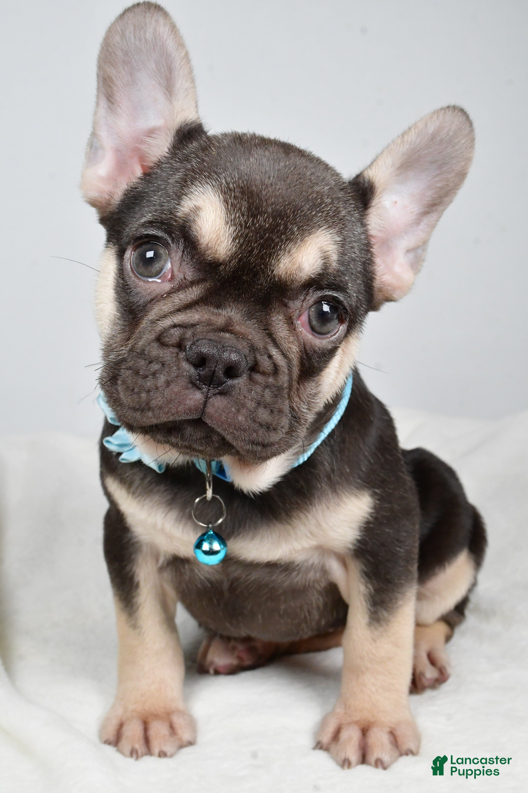 French Bulldog dogs Ellia  - Ad 37