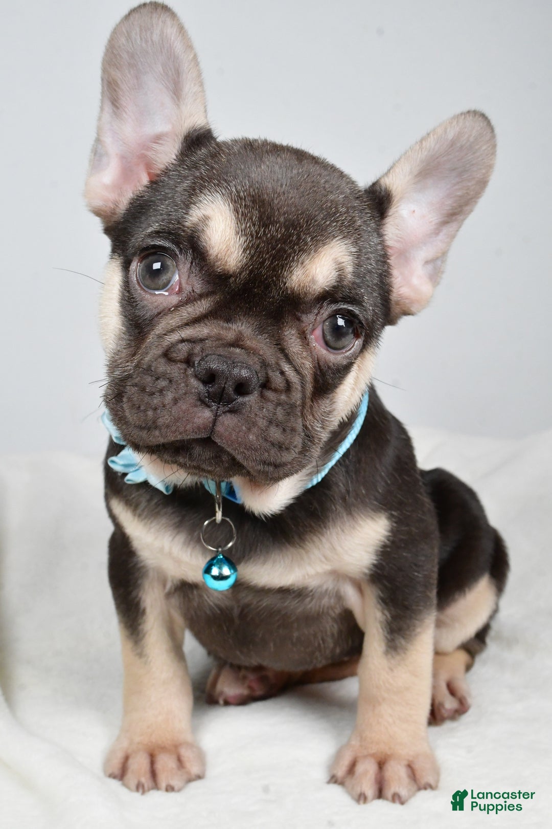 French Bulldog dogs for sale: Ellia  - Ad 1