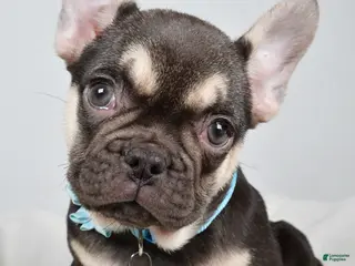 French Bulldog dogs Ellia - Ad 7