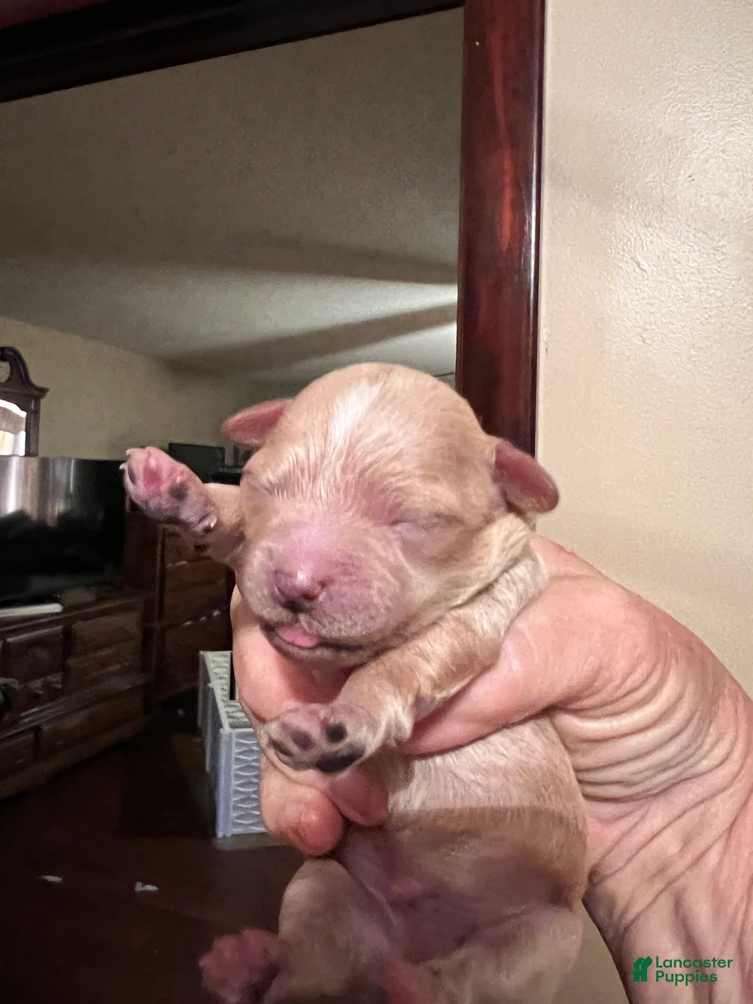Maltipoo dogs for sale: Ying-The tiny Chinese Maltipoo - Ad 1