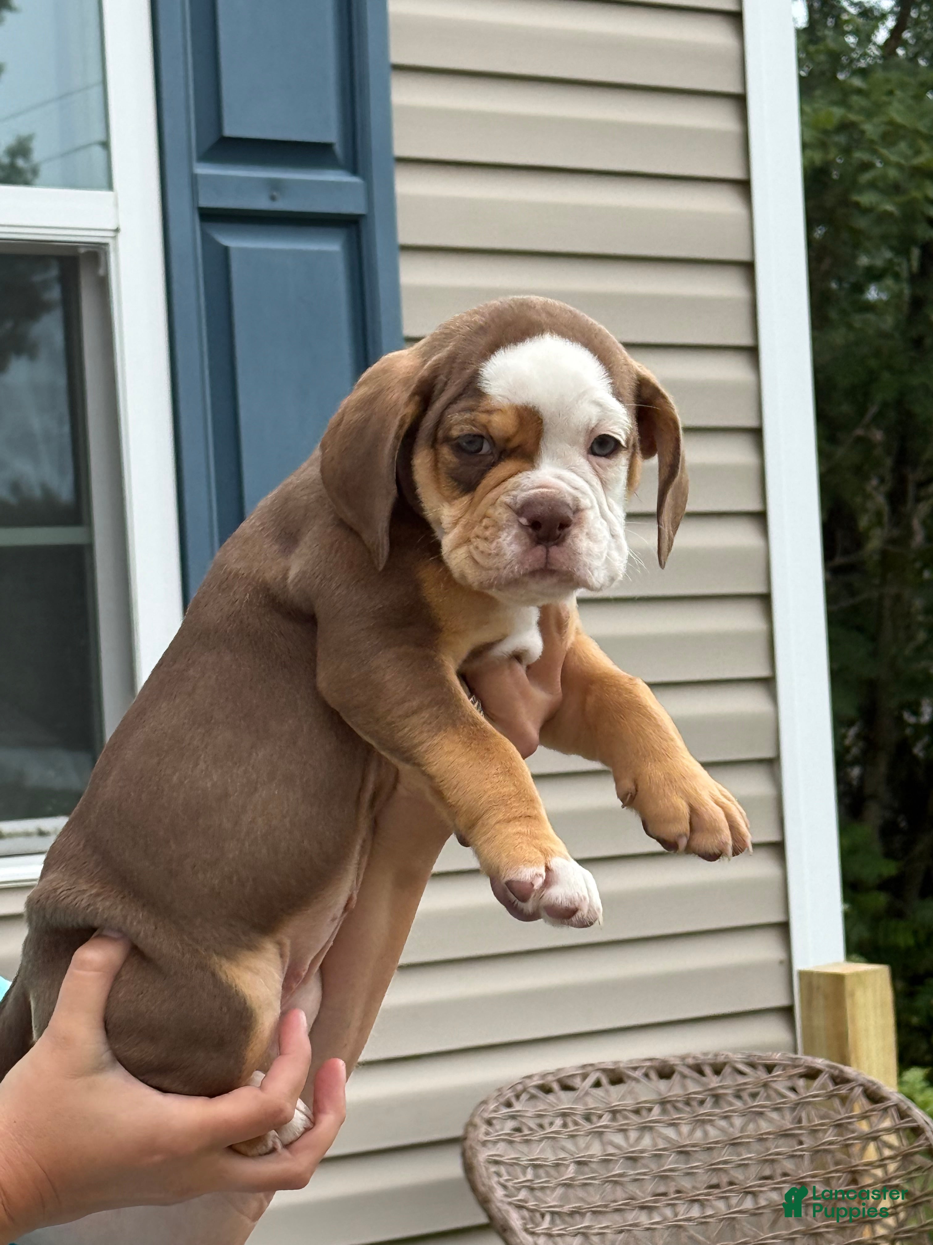 Beabull dogs Seven - Ad 9