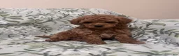 Cavapoo dogs for sale: Beau (Bo) - Ad 7