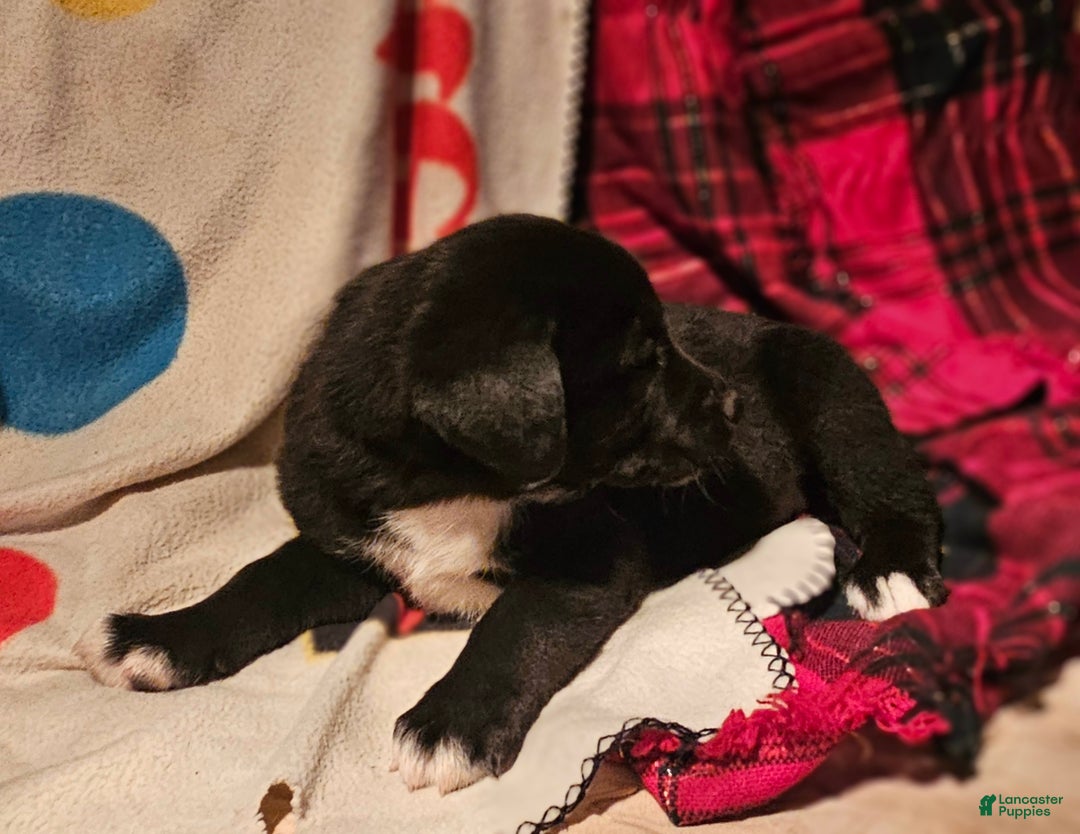 Border Collie dogs for sale: Joker - Ad 9